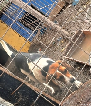 vând  catea  - imagine 2