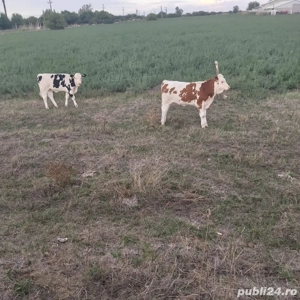 schimb viteaua  - imagine 2 schimb viteaua  - imagine 2