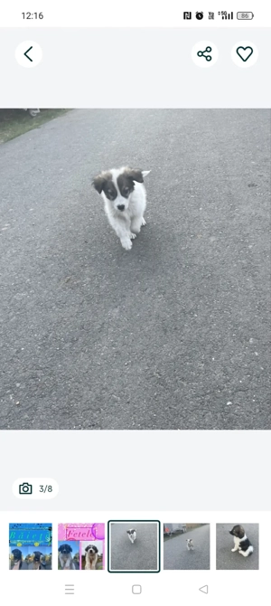 Donez catel   catei  - imagine 5