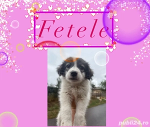 Donez catel   catei  - imagine 2