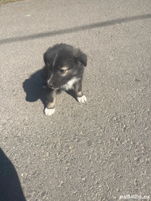 Donez catel   catei  - imagine 4