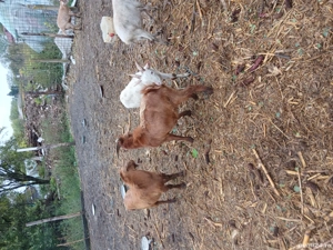 Vind tapi  - imagine 4