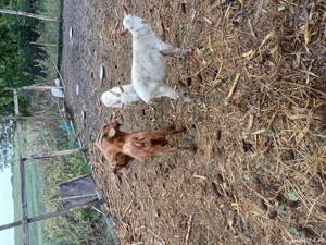 Vind tapi  - imagine 2