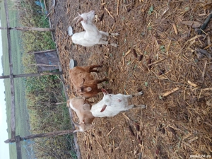 Vind tapi  - imagine 5