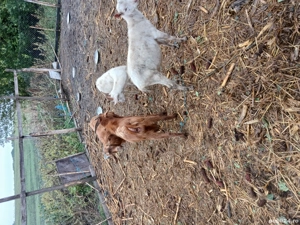 Vind tapi  - imagine 3