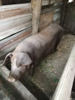 vînd porci  - imagine 2