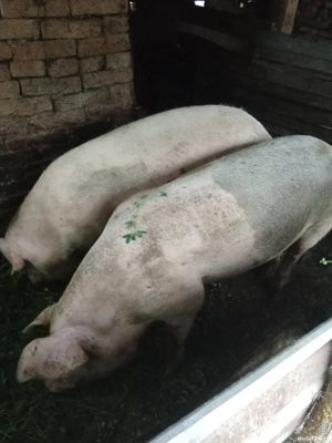 vînd porci 