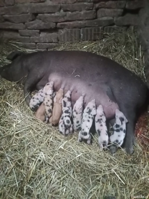 vînd porci  - imagine 4