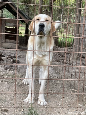 Femelă Ciobănesc de Asia Centrală