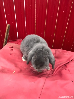 vând mascul berbec german