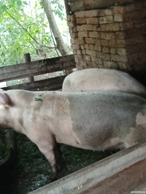 vînd porci  - imagine 3