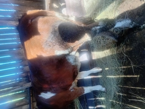 Vand doua mandate  - imagine 2