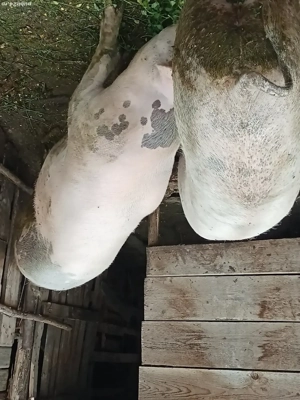 vînd porci  - imagine 5