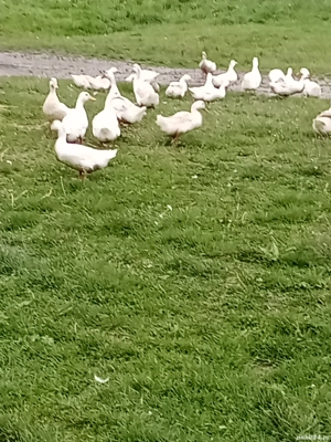 vînd rațe și gâște 