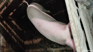 Vand sau schimb  - imagine 2