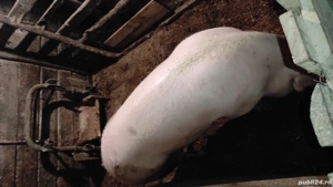 Vand sau schimb  - imagine 3