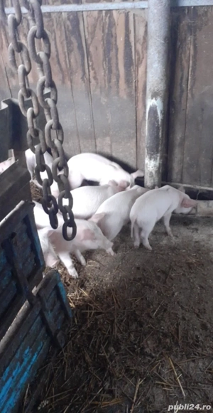 porci mici mari  - imagine 4