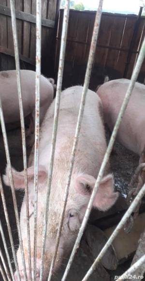 porci mici mari  - imagine 2
