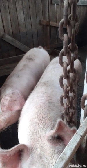 porci mici mari  - imagine 3