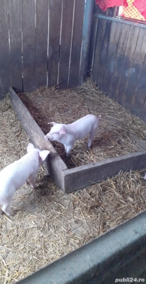porci mici mari  - imagine 5