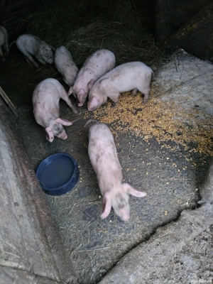 vând purcei de 8 saptamâni 