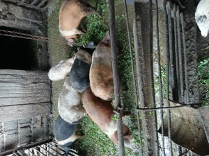 Vsnd purcei - imagine 3