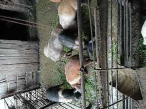 Vsnd purcei - imagine 2