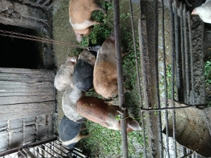 Vsnd purcei - imagine 4