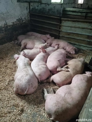 porci de vanzare