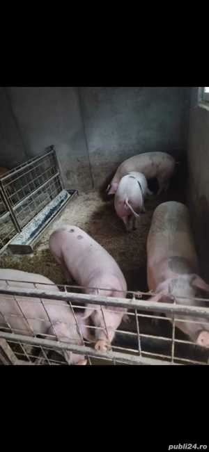 Vand porci pentru sacrificat