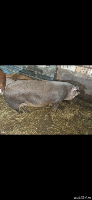 Vand porci pentru sacrificat - imagine 4 Vand porci pentru sacrificat - imagine 4