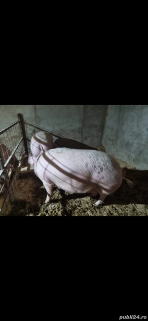 Vand porci pentru sacrificat - imagine 3 Vand porci pentru sacrificat - imagine 3