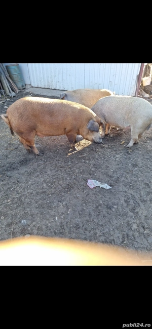Vand porci pentru sacrificat - imagine 3 Vand porci pentru sacrificat - imagine 3