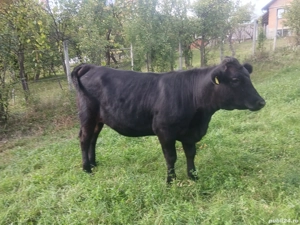Vand juninca Angus  - imagine 2