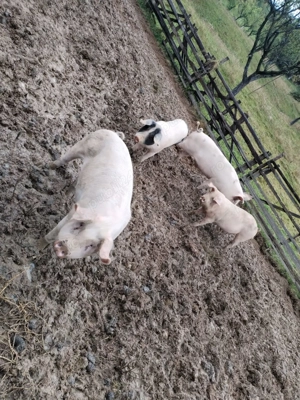 Porci de vanzare.   