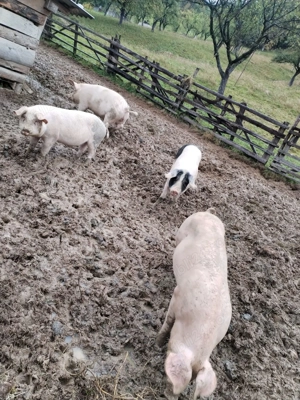 Porci de vanzare.    - imagine 2
