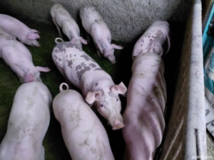 soldani de vinzare - imagine 2