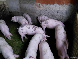 soldani de vinzare - imagine 3