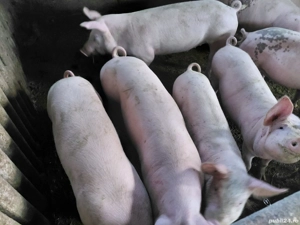 soldani de vinzare - imagine 4