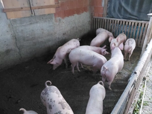 soldani de vinzare - imagine 5