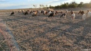 vand capre și oi  - imagine 4