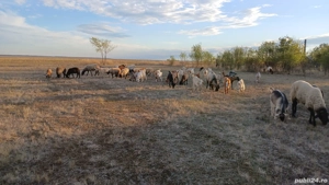 vand capre și oi  - imagine 2