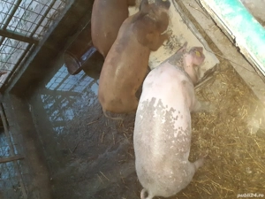 vand scrofite pentru reproductie