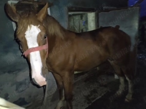 Mânz de vanzare  - imagine 2 Mânz de vanzare  - imagine 2