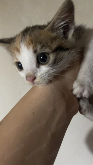 Pisicuță sănătoasă, prietenoasă și drăgălașă, disponibilă imediat în Varșolț! Are 2 luni. - imagine 2 Pisicuță sănătoasă, prietenoasă și drăgălașă, disponibilă imediat în Varșolț! Are 2 luni. - imagine 2