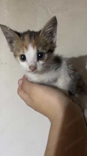 Pisicuță sănătoasă, prietenoasă și drăgălașă, disponibilă imediat în Varșolț! Are 2 luni. - imagine 3 Pisicuță sănătoasă, prietenoasă și drăgălașă, disponibilă imediat în Varșolț! Are 2 luni. - imagine 3