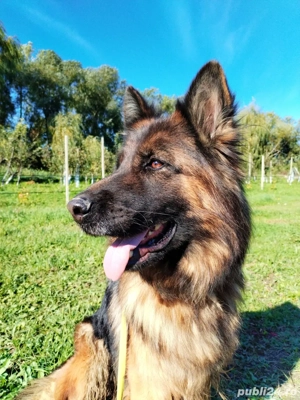 Vând femelă Ciobănesc German cu păr lung - imagine 2