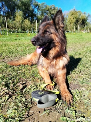 Vând femelă Ciobănesc German cu păr lung - imagine 3