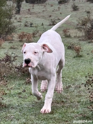 Mascul dog argentinian - imagine 2 Mascul dog argentinian - imagine 2