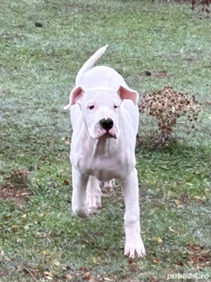 Mascul dog argentinian